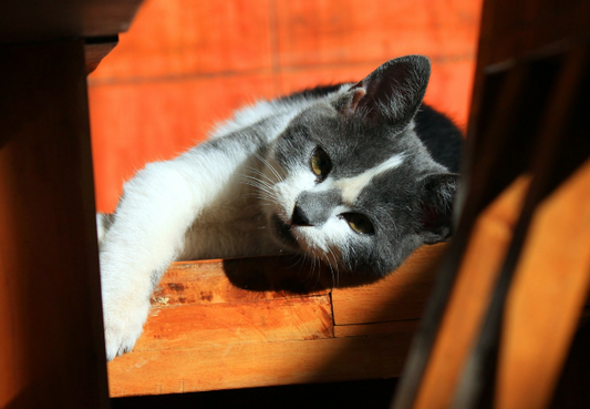 A Healthy Cat Knows What Tastes Good PET-icure Pet Grooming & Supplies Pepperell Massachusetts 01463