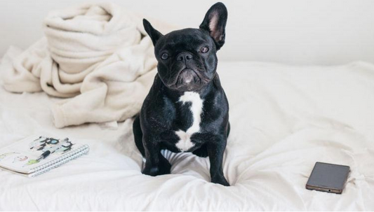 Keeping Your New Puppy On Track And Your Carpets Dry PET-icure Pet Grooming & Supplies Pepperell Massachusetts 01463