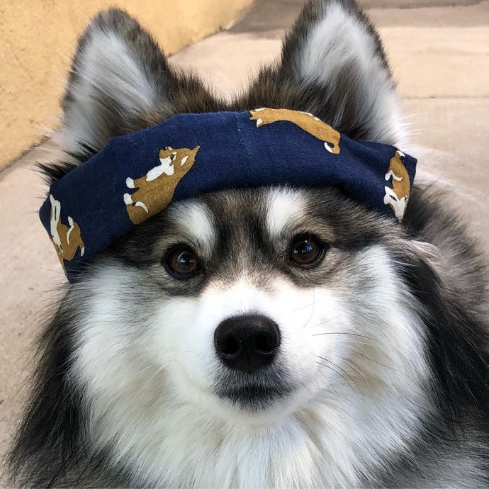 Meet Norman The Adorable Pomeranian Husky Mix The Internet Has