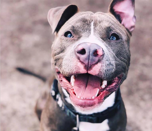 PET-icure Pet Grooming & Suplies Pepperell Massachusetts 01463 Pit Bull Training Grooming Pet Store Dog Cat Food Treats Toys