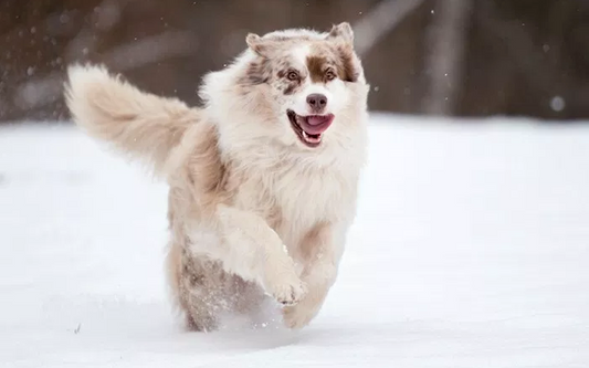 Winter Paw Maintenance Tips