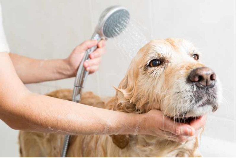 AKC  Hand-Held Scrubbing Brush