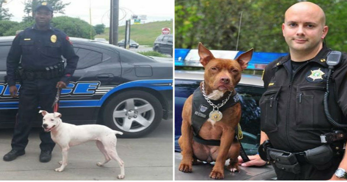 can pitbulls be used as police dogs