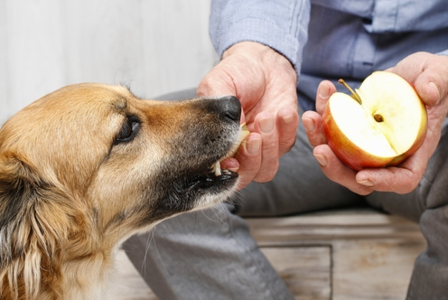 12 Human Foods That Are Actually Good For Dogs PET-icure Pet Grooming & Supplies Pepperell Massachusetts 01463 Groomer Pet Store