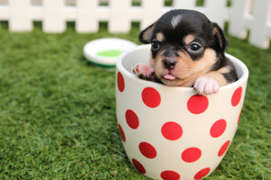 Accessories You Need Before Bringing Puppy Home