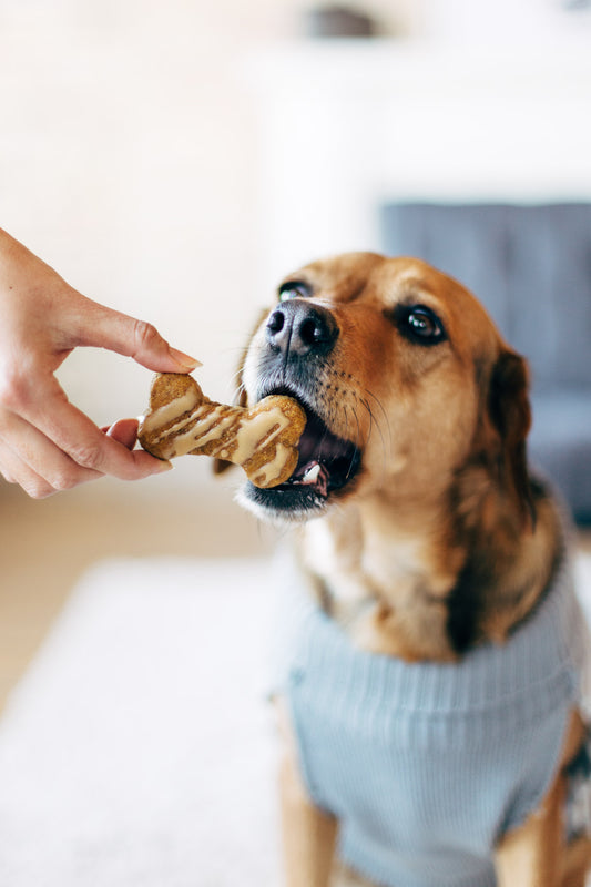 Bacon Glazed Dog Treats Recipe