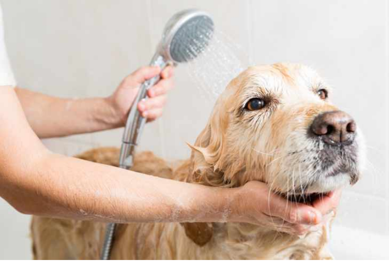 The Dos and Don’ts of Home Dog Grooming and Hygiene PET-icure Pet Grooming & Supplies Pepperell Massachusetts MA 01463 Pet Store Dog Cat Grooming