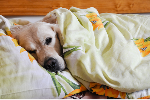 5 Reasons Sharing Your Bed With Your Dog Is Awesome PET-icure Pet Grooming & Supplies Pepperell Massachusetts 01463 Pet Store Dog Cat Grooming Treats Toys Food