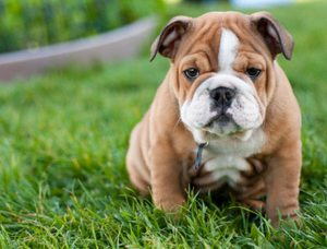 10 Dog Breeds That Have The CUTEST Puppies