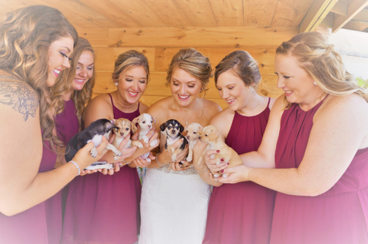 Bridesmaids Ditch The Flowers And Carry Rescue Puppies Down Aisle Instead To Help Them Find Homes PET-icure Pet Grooming & Supplies Pepperell Massachusetts 01463 Pet Store Dog Groomer Near Me