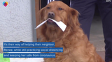 Dog delivers groceries to quarantined neighbor