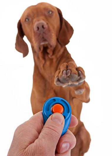 Training Your Dog With a Clicker PET-icure Pet Grooming & Supplies Pepperell Massachusetts 01463