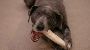 Why are Rawhides Dangerous for Dogs?