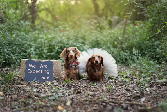 Proud Wiener Mom Posing With Her Babies In Adorable Photo Shoot, Is The Best Thing You’ll Ever See PET-icure Pet Grooming Pepperell Massachusetts 01463